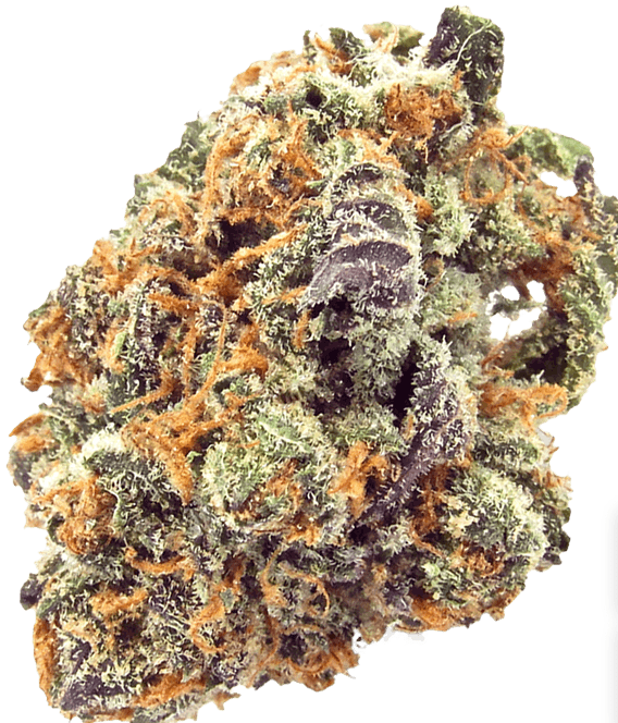 Mimosa